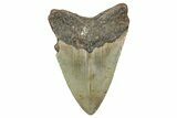 Fossil Megalodon Tooth - North Carolina #340855-1